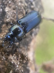 Platycerus oregonensis