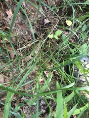 Festuca paradoxa