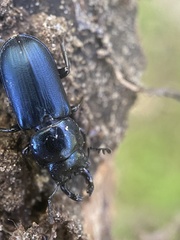 Platycerus oregonensis