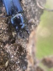 Platycerus oregonensis