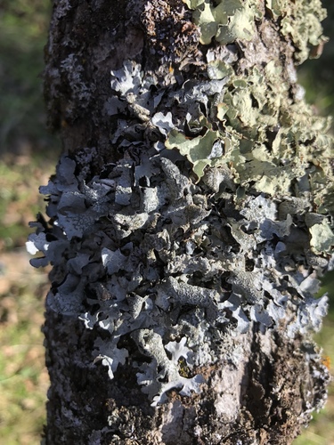 iNaturalist observation photo of shield lichens