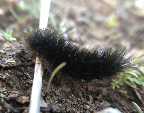 iNaturalist observation photo of Apantesis