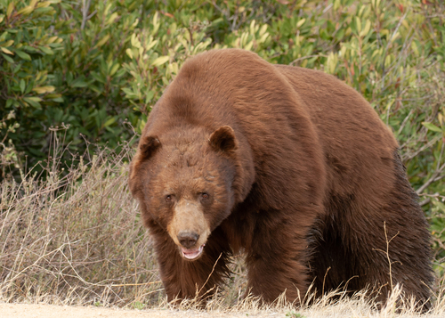 California Black Bear photographed in California