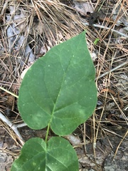 Matelea carolinensis