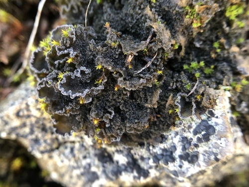 iNaturalist observation photo of Whiskered Jelly Lichen