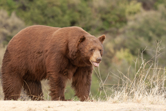 American Black Bear photo 4