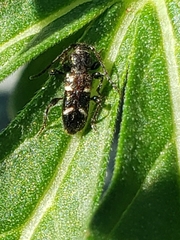 Phymatodes nitidus