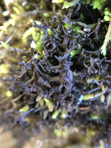 iNaturalist observation photo of Antlered Jellyskin Lichen