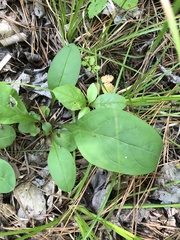 Penstemon laevigatus
