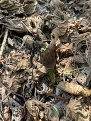 Amorphophallus henryi