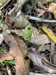 Amorphophallus henryi