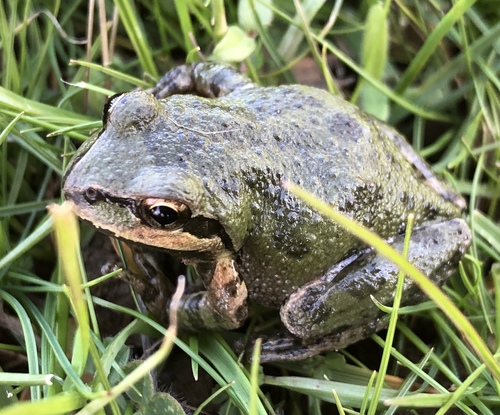 iNaturalist observation photo of Pacific chorus frog