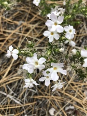 Linanthus