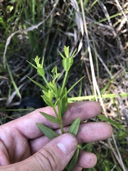 Lythrum alatum lanceolatum