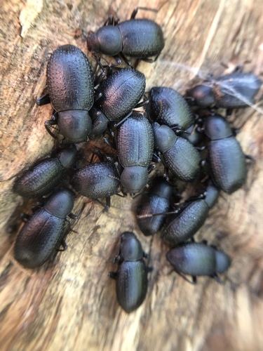 iNaturalist observation photo of Cibdelis blaschkii