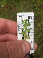 Alchemilla occidentalis