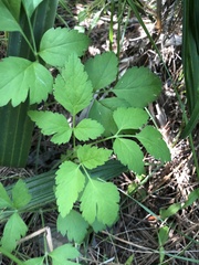 Thaspium chapmanii