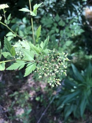 Thaspium chapmanii