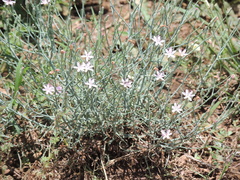 Stephanomeria pauciflora