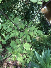 Thaspium chapmanii