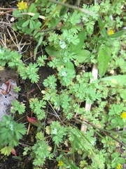 Alchemilla occidentalis