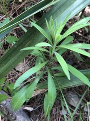 Liatris squarrulosa