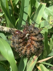 Hemileuca maia