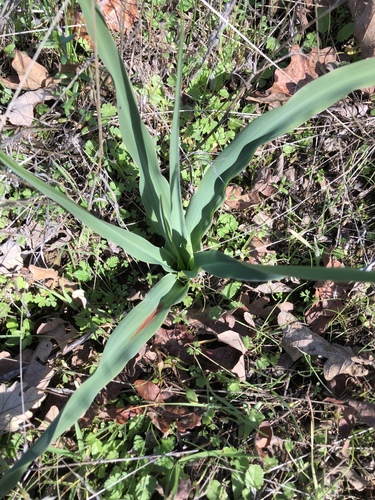 iNaturalist observation photo of wavy-leafed soap plant