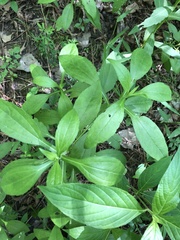 Rudbeckia terranigrae