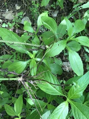 Rudbeckia terranigrae