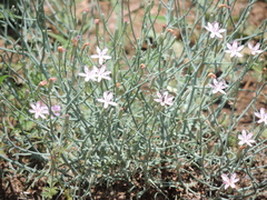 Stephanomeria pauciflora