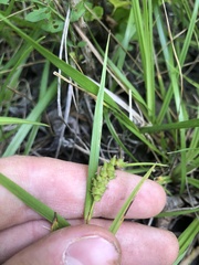 Carex microdonta