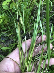 Carex microdonta