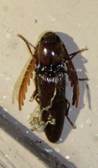 Dicrepidius palmatus