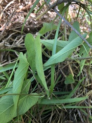 Calystegia catesbeiana