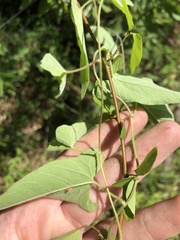 Calystegia catesbeiana