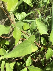 Calystegia catesbeiana