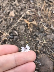 Blepharipappus scaber