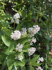 Ceanothus americanus americanus
