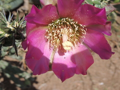 Cylindropuntia imbricata imbricata