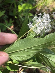 Ceanothus americanus americanus