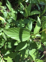 Ceanothus americanus americanus