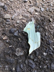 Actias aliena