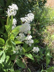 Ceanothus americanus americanus