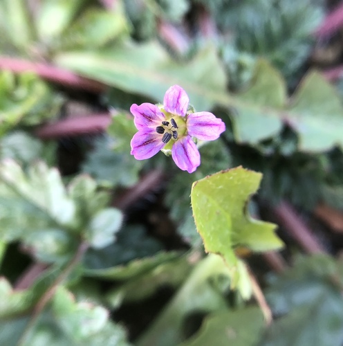 iNaturalist observation photo of Hairy-pitted Stork's-bill