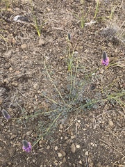 Dalea ornata
