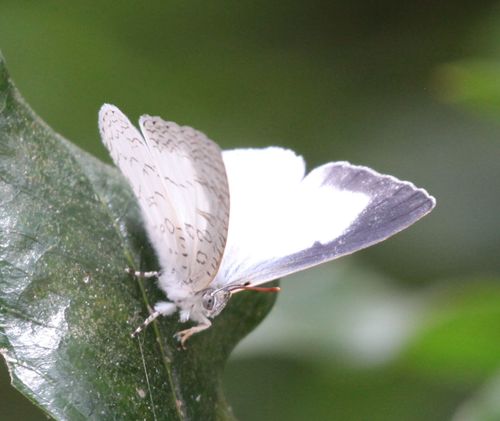Lemolea Harvester