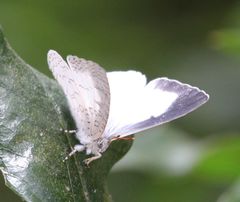 Spalgis lemolea lemolea