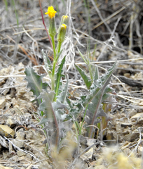 Crepis modocensis