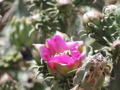 Cylindropuntia imbricata imbricata